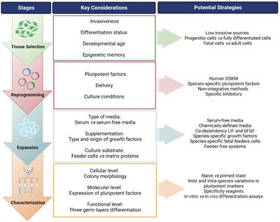 Induced pluripotent stem cells in companion animals: how can we move the field forward?